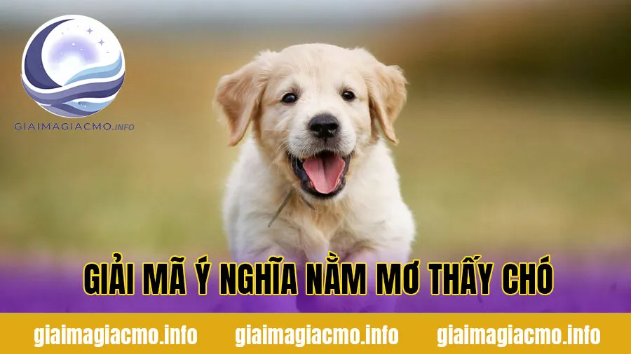 Giải mã ý nghĩa nằm mơ thấy chó