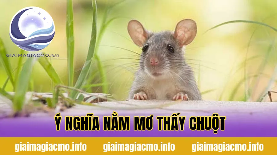Ý nghĩa nằm mơ thấy chuột