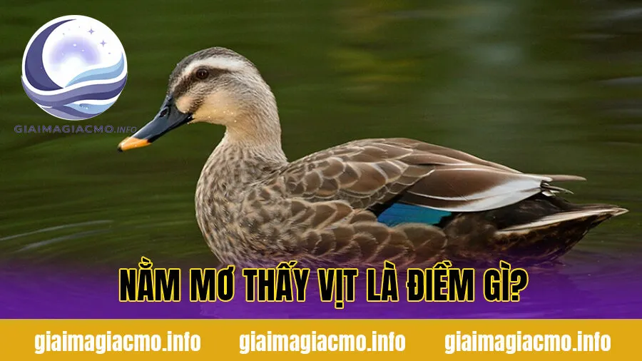 Nằm mơ thấy vịt là điềm gì?